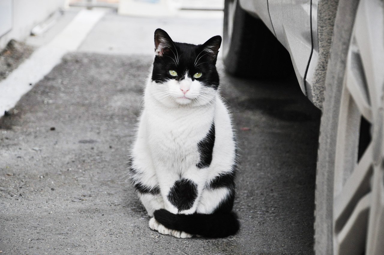Nicos the cat, Chief Happiness Officer at Tikkos Racing